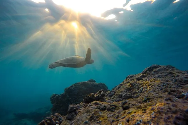 La Jolla Snorkeling Adventure - Image 3