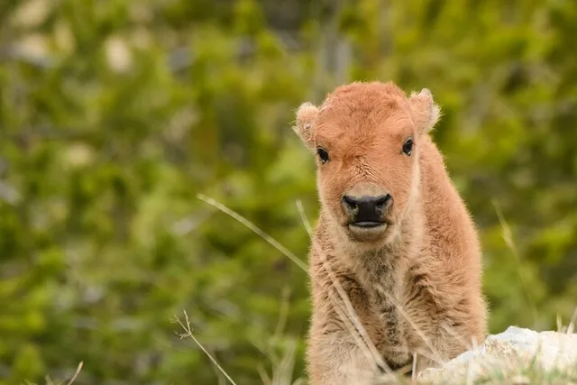 Yellowstone Wildlife and Waterfalls Tour - Image 5