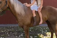 Miami Horse Photoshoot Experience thumbnail 4