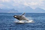 Seward Glacier and Wildlife Tour thumbnail 4