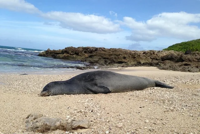 Oahu Island Tour - Image 2