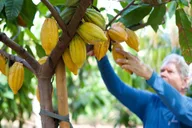 Lahaina Cacao Farm Tour and Tasting thumbnail 3