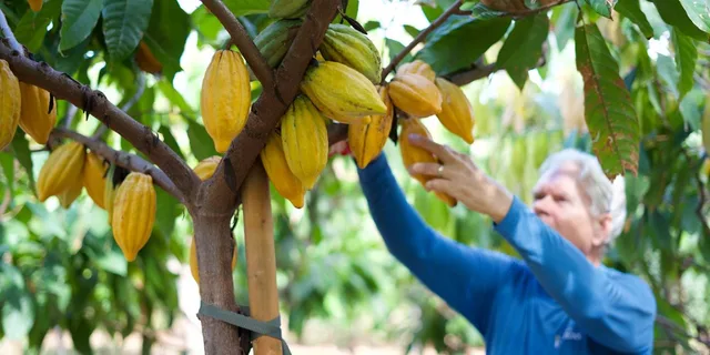 Lahaina Cacao Farm Tour and Tasting - Image 3