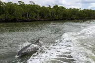 Miami Everglades Tour with Boat Trips and Lunch thumbnail 3