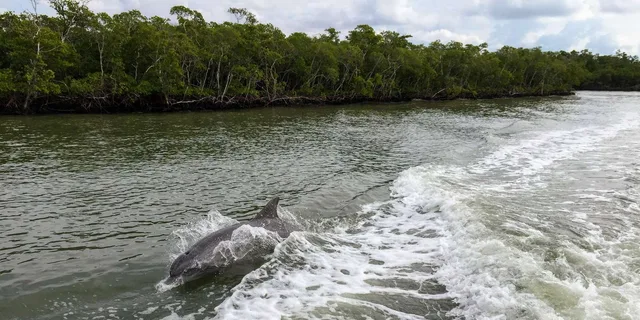 Miami Everglades Tour with Boat Trips and Lunch - Image 3