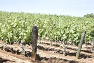 Lodi Wine Tasting Tour thumbnail 4