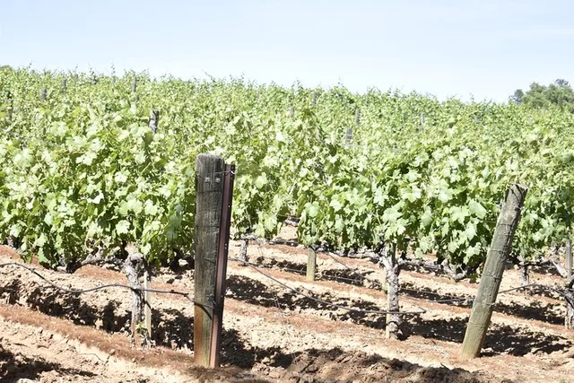 Lodi Wine Tasting Tour - Image 4