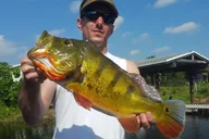Boynton Beach Peacock Bass Fishing Trip thumbnail 2