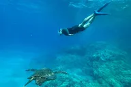 Maui Snorkel Tour with Photos 2.5 hr thumbnail 5