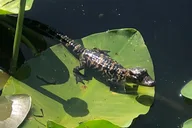 Orlando Everglades Airboat Tour 1 hr thumbnail 5