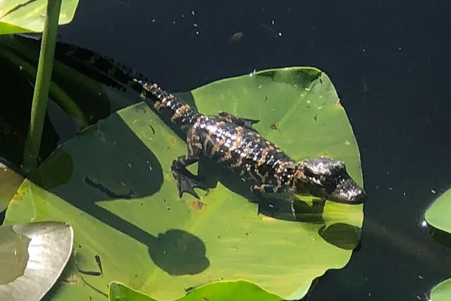 Orlando Everglades Airboat Tour 1 hr - Image 5