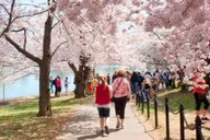 Washington DC Cherry Blossom Walking Tour thumbnail 3