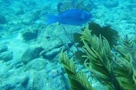 Key West Reef Dive Trip thumbnail 2