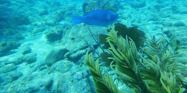 Key West Reef Dive Trip - Image 2
