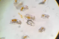 Sitka Aquarium Behind the Scenes Tour thumbnail 4