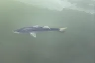 Tampa Dolphin Shelling Snorkeling Cruise thumbnail 6