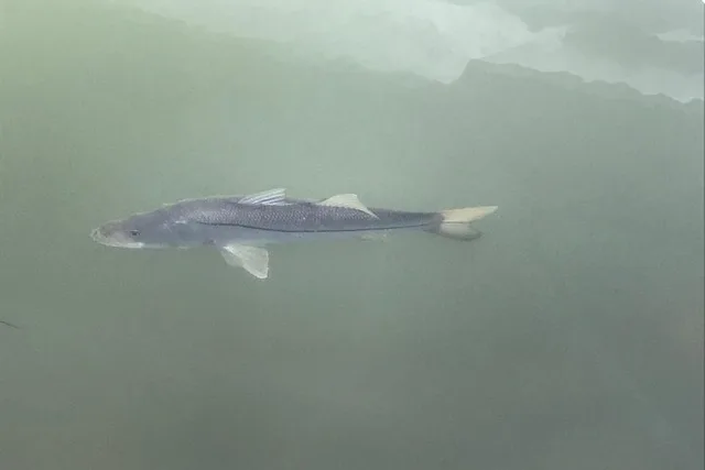 Tampa Dolphin Shelling Snorkeling Cruise - Image 6