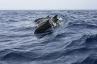 Miami Dolphin and Wildlife Watching Tour 1.5 hr thumbnail 3