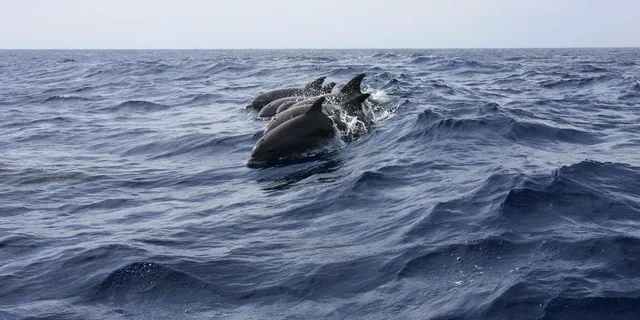 Miami Dolphin and Wildlife Watching Tour 1.5 hr - Image 3