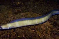 Hilo Night Dive for Certified Divers thumbnail 3