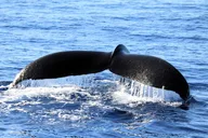 Oahu Dolphin Watch and Snorkeling Cruise at Sunset thumbnail 5