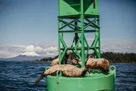 Sitka Marine Wildlife Tour 2 hr thumbnail 6