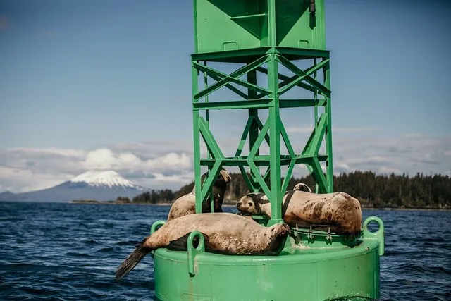 Sitka Marine Wildlife Tour 2 hr - Image 6