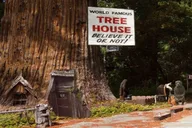 San Francisco Avenue of the Giants Redwoods Tour thumbnail 3