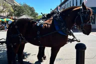 Savannah Horse-Drawn Carriage Tour thumbnail 1