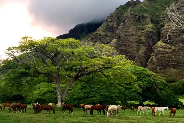 Kaneohe Horseback Riding Tour - Image 4