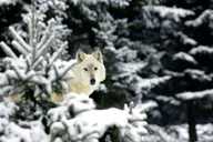 Seattle Zoo Admission thumbnail 5