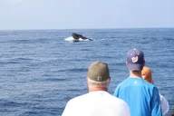 Kauai Whale Watching Cocktail Tour thumbnail 6