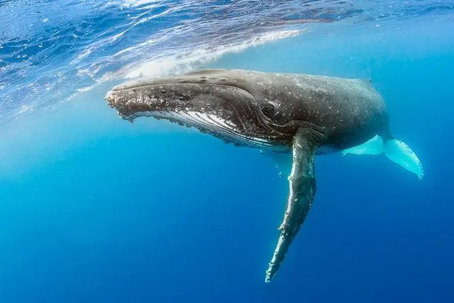 Kauai Raft Whale Watching Tour 2 hr - Image 1