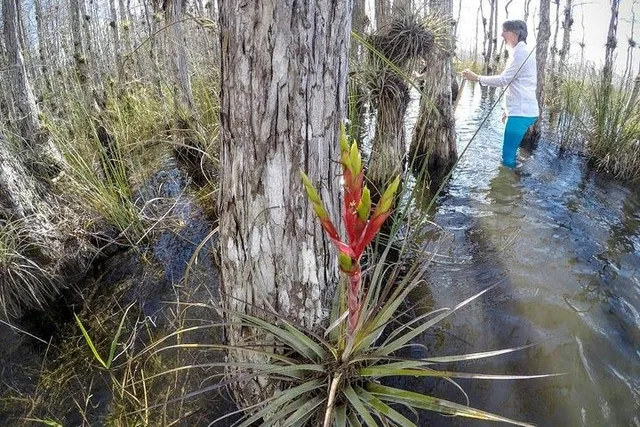 Everglades Eco Adventure with Biologist Walk and Boat Trips - Image 3