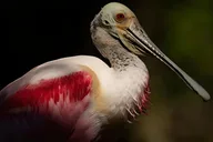 Everglades Immersion Tour thumbnail 5