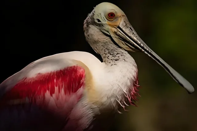 Everglades Immersion Tour - Image 5