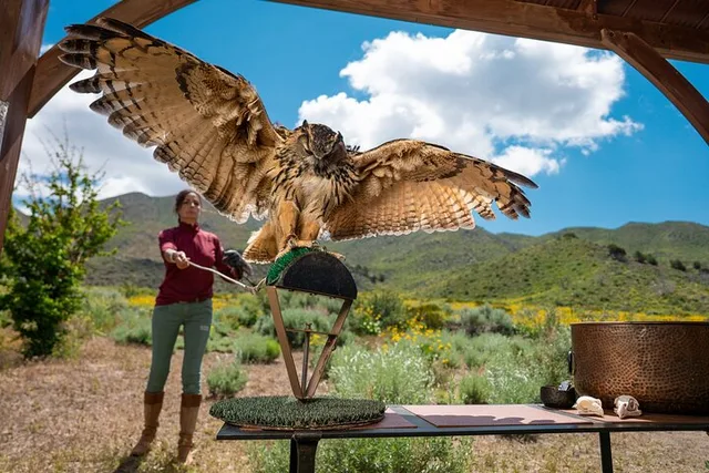Reno Falconry Experience - Image 4
