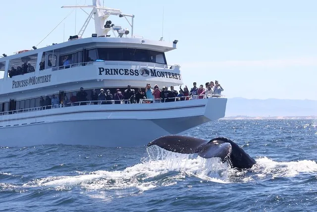 Monterey Whale Watching Tour - Image 2