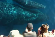 Maui Whale Watching Tour from Ma'alaea Harbor thumbnail 5