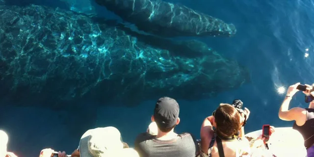 Maui Whale Watching Tour from Ma'alaea Harbor - Image 5