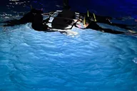 Kailua-Kona Manta Ray Snorkel Tour at Sunset thumbnail 5