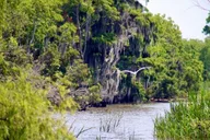 New Orleans Swamp Tour on Pontoon Boat thumbnail 3