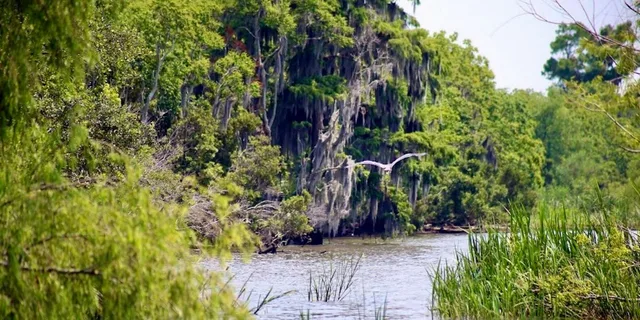 New Orleans Swamp Tour on Pontoon Boat - Image 3