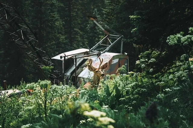 Durango Jeep Tour La Plata Canyon Half Day - Image 5