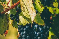 San Diego Valle de Guadalupe Winery Tour thumbnail 6