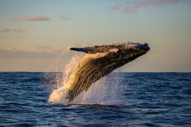 Waikiki Whale Watching Cruise at Sunset 2 hr - Image 4