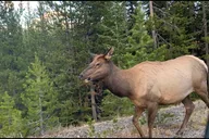 Cody Yellowstone Wildlife and Photo Tour Upper Loop thumbnail 1