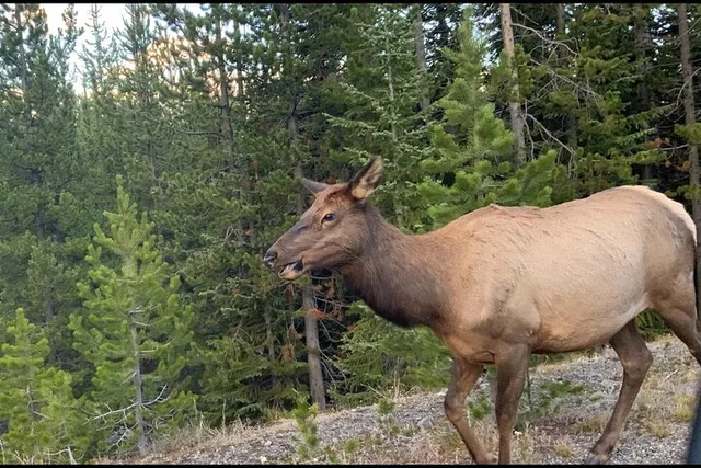 Cody Yellowstone Wildlife and Photo Tour Upper Loop - Image 1