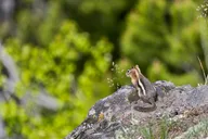 Yellowstone Observation Peak Naturalist Day Hike thumbnail 2