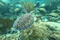 Islamorada Snorkel and Sandbar Combo thumbnail 6